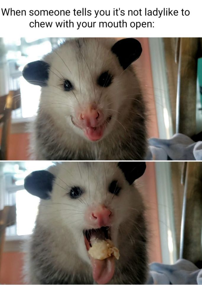 This meme features a photo of a smiling opossum, often referred to as a "possum," with its mouth open and tongue out. The image is accompanied by the caption "When someone tells you it's not ladylike to chew with your mouth open" in a playful, tongue-in-cheek tone, poking fun at the idea that women are expected to maintain a certain level of decorum when eating. The meme is a lighthearted way to poke fun at societal expectations and the idea that women are often judged for their eating habits.